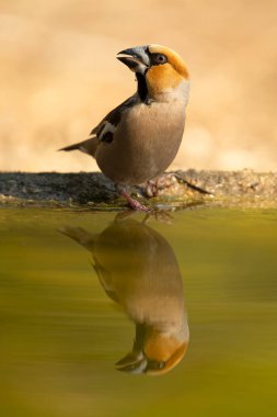 Erkek ispinoz bir sonbahar gününün ilk ışıklarıyla bir çam ve meşe ormanının sulama noktasında su içiyor.