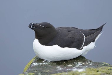 Kuzey İzlanda 'da bir uçurumda Razorbill Bulutlu bir yaz gününde son ışıkla
