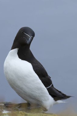Kuzey İzlanda 'da bir uçurumda Razorbill Bulutlu bir yaz gününde son ışıkla