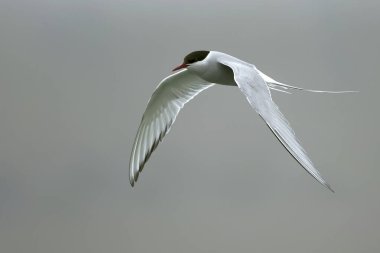 Kuzey Kutup Bölgesi, İzlanda 'nın güneyindeki bir buzul bölgesinin üzerinde bir yaz gününün son ışığında uçuyor.