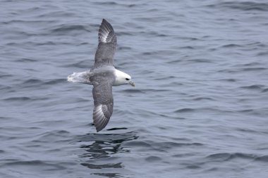 Kuzey Fulmar Kuzey Atlantik 'in kuzeybatı İzlanda' daki sularında uçuyor.