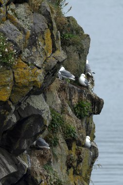 Black-legged Kittiwake on the cliffs of northern Iceland on a cloudy July morning