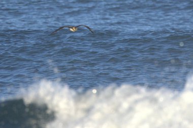 Temiz faz paraziti Jaeger temmuzun ortasında açık bir öğleden sonra İzlanda 'nın buzulları üzerinde uçuyor.
