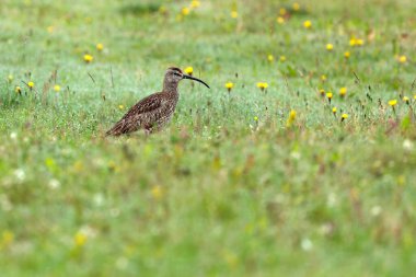 Temmuz ortasında bulutlu bir günde Kuzey İzlanda 'nın otlaklarında tuhaf bir esinti.