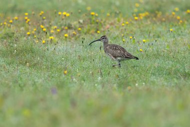 Temmuz ortasında bulutlu bir günde Kuzey İzlanda 'nın otlaklarında tuhaf bir esinti.