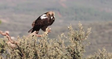 Yetişkin dişi İspanyol İmparatorluk Kartalı, Akdeniz 'in çam ve meşe ormanlarının en sevdiği noktasında gün doğumuyla birlikte.