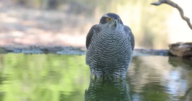 Yetişkin dişi Kuzeyli çakallar, sonbaharın sonlarında öğleden sonra Akdeniz ormanlarında bir su kaynağında içme ve banyo yapıyorlar.