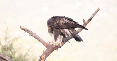 Yetişkin erkek Altın Kartal soğuk bir Aralık sabahı en sevdiği levrekte taze avını yiyor.