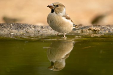 Erkek Hawfinchen, bir sonbahar gününün erken saatlerinde meşe ve çam ormanlarında bir su birikintisinde.
