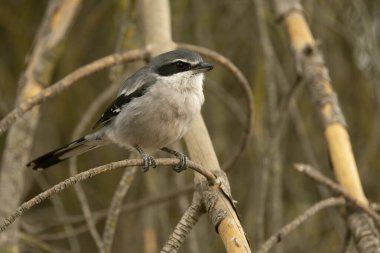 Bir sonbahar gününün son ışığında Akdeniz 'in çam ve meşe ormanlarında bir su kaynağının yanındaki Güney gri örümceği.