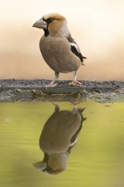 Erkek Hawfinchen, bir sonbahar gününün erken saatlerinde meşe ve çam ormanlarında bir su birikintisinde.