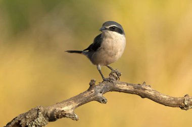 Bir sonbahar gününün son ışığında Akdeniz 'in çam ve meşe ormanlarında bir su kaynağının yanındaki Güney gri örümceği.