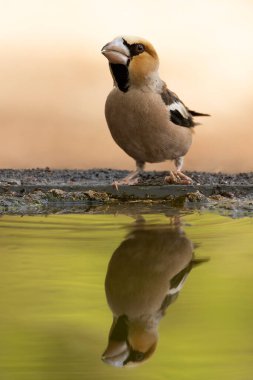 Erkek Hawfinchen, bir sonbahar gününün erken saatlerinde meşe ve çam ormanlarında bir su birikintisinde.