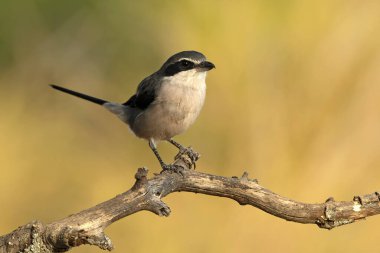Bir sonbahar gününün son ışığında Akdeniz 'in çam ve meşe ormanlarında bir su kaynağının yanındaki Güney gri örümceği.