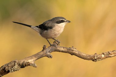 Bir sonbahar gününün son ışığında Akdeniz 'in çam ve meşe ormanlarında bir su kaynağının yanındaki Güney gri örümceği.