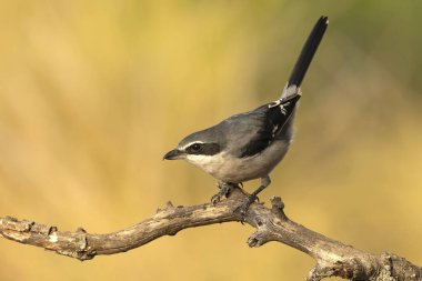 Bir sonbahar gününün son ışığında Akdeniz 'in çam ve meşe ormanlarında bir su kaynağının yanındaki Güney gri örümceği.