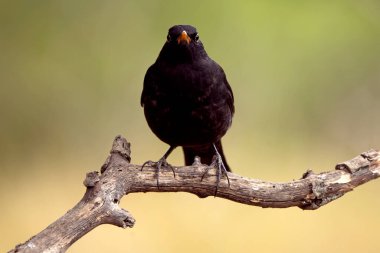 Akdeniz 'in çam ve meşe ormanlarında günün son saatlerinde sık görülen bir karatavuk.