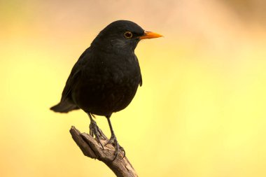 Akdeniz 'in çam ve meşe ormanlarında günün son saatlerinde sık görülen bir karatavuk.