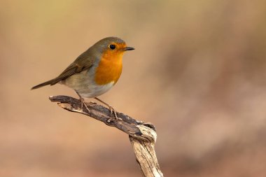 Avrupa bülbülü Akdeniz ormanlarındaki bir su birikintisinde günün son ışığında