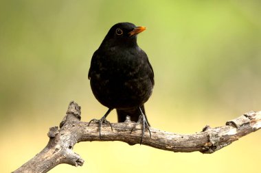Akdeniz 'in çam ve meşe ormanlarında günün son saatlerinde sık görülen bir karatavuk.