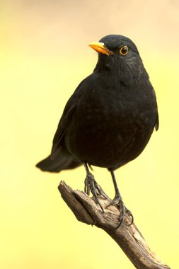 Akdeniz 'in çam ve meşe ormanlarında günün son saatlerinde sık görülen bir karatavuk.