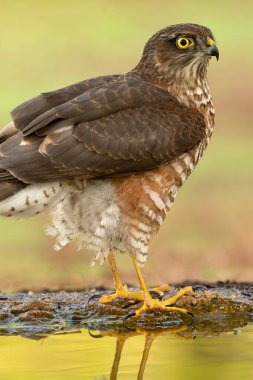 İki yaşında erkek Avrasya serçesi bir sonbahar gününün erken saatlerinde Akdeniz 'in çam ve meşe ormanlarında bir su kaynağında atmaca.