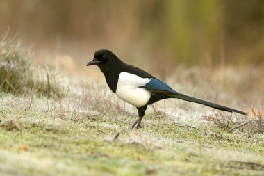 Akdeniz 'de bir orman bölgesinde kışın son ışığında yaygın bir saksağan.
