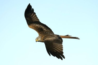 Akdeniz dağlarında uçan kırmızı uçurtma Kış gününün ilk ışıklarıyla