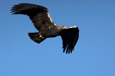 Yetişkin erkek İspanyol İmparatorluk Kartalı bir kış günü şafak vakti Akdeniz ormanları bölgesinde uçuyor.