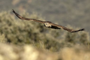 Akbaba, kış gününün erken saatlerinde Akdeniz ormanlarında kendi bölgesinde uçar.