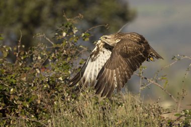 Akbaba, kış gününün erken saatlerinde Akdeniz ormanlarında kendi bölgesinde uçar.