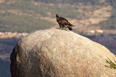 Altın kartal, kendi bölgesindeki en sevdiği levreklerden birinde, bir kış gününün ilk ışığında.