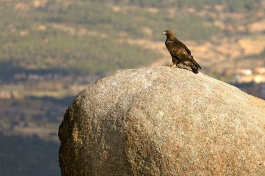 Altın kartal, kendi bölgesindeki en sevdiği levreklerden birinde, bir kış gününün ilk ışığında.