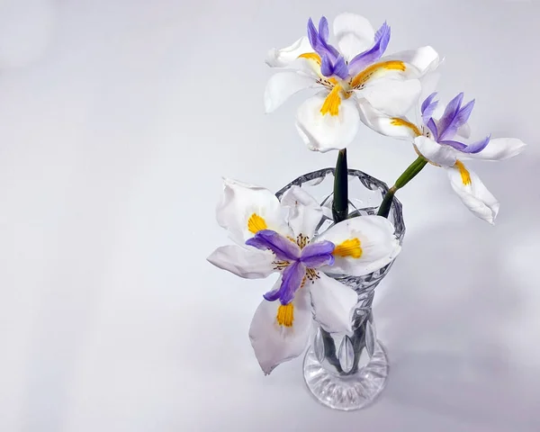 Drie Mooie Wild Iris Bloemen Close Geslepen Glazen Vaas Geïsoleerd — Stockfoto