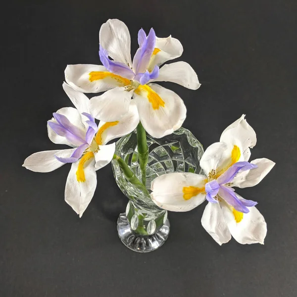 Three Pretty Lavender Yellow White Wild Iris Flowers Closeup Crystal — Stock Photo, Image