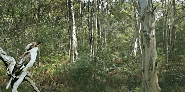 Avustralya Sakız Ağaçları ile çalılık arazi. Ve bir Mavi Kanat Kookaburra (Dacelo Leachii) forforforground.