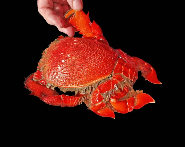 Spanner Crab Ranina Ranina Recién Cogido Limpio Cocinado Listo Para — Foto de Stock