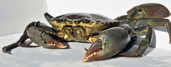 Live Australian Giant Mud Crab Scylla Serrata Closeup Baru Tertangkap — Stok Foto
