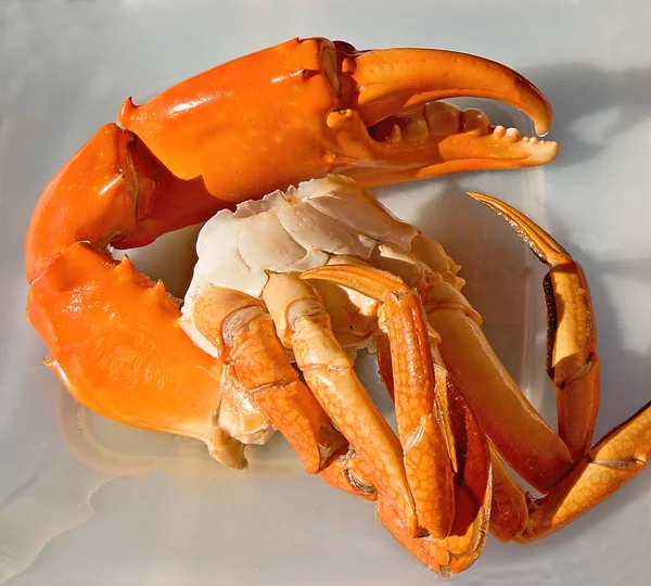 Австралійський Гігант Mud Crab Nipper Scylla Serrata Щойно Спійманий Очищений — стокове фото