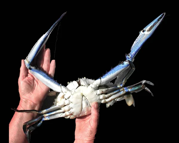 Tangan Berwarna Cerah Blue Swimmer Crabs Jantan Terisolasi Latar Belakang — Stok Foto