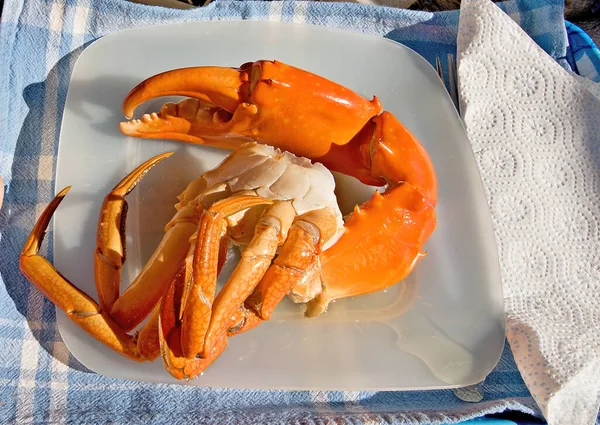 Australian Giant Mud Crab Scylla Serrata Recentemente Pego Limpo Cozido — Fotografia de Stock