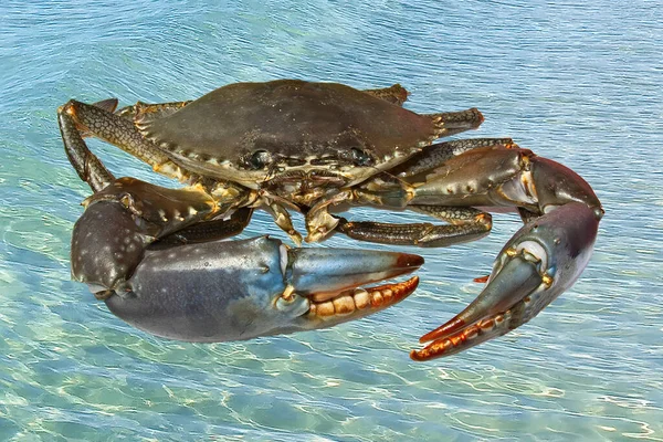 Австралійський Гігант Mud Crab Scylla Serrata Розташований Морському Тлі Також — стокове фото