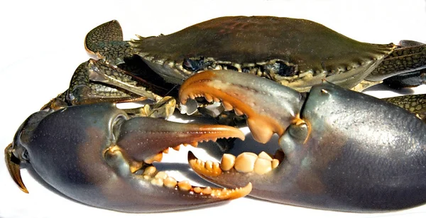 Небезпечні Агресивні Австралійські Гіганти Mud Crab Closeup Scylla Serrata Розташований Ліцензійні Стокові Зображення