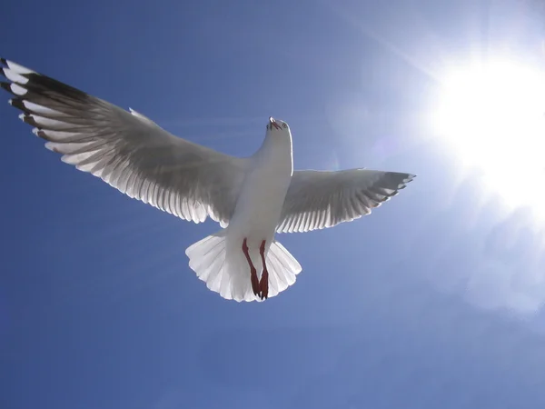 Gaviota Celestial (Gaviota de Plata) en pleno vuelo . — Foto de Stock