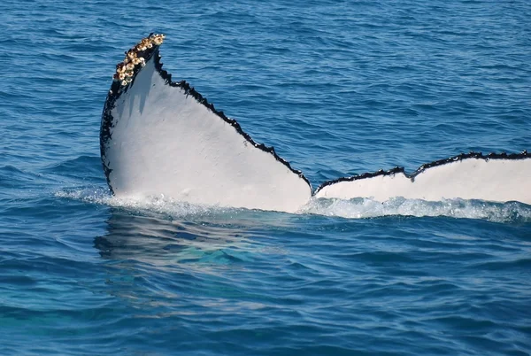 Tail of a Humpback Whale  with  Barnacles. . — Stock Photo, Image