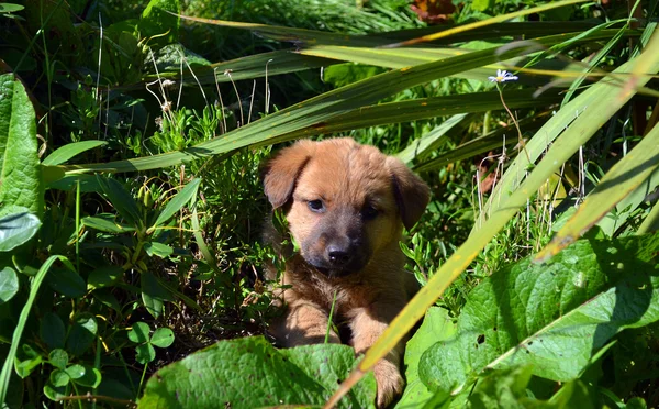 Cachorros Imágenes de stock libres de derechos