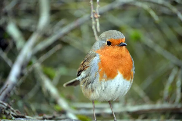 Robin redbreast — Foto de Stock