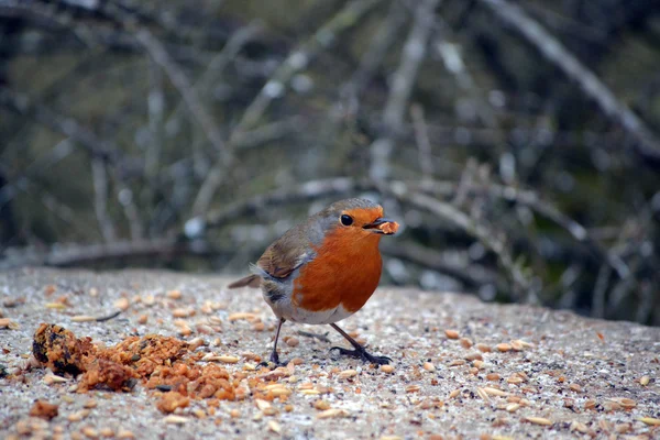 Robin des seins rouges — Photo