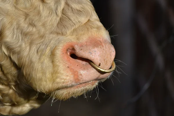 牛的公牛与环在它的鼻子 图库照片