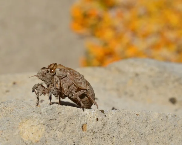 Escarabajo insecto del sur en la piedra — Foto de Stock